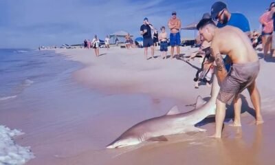 homem puxando tubarão