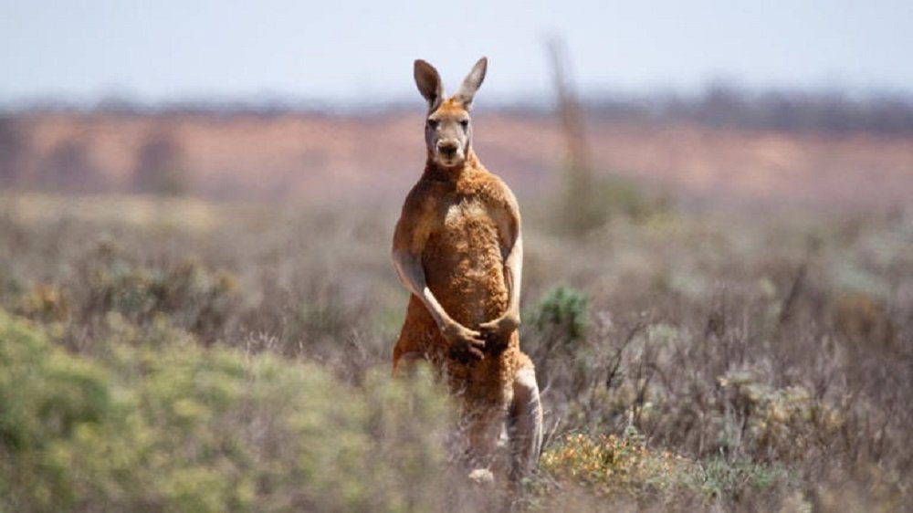 Australiano é morto por canguru que mantinha como animal de estimação, diz polícia