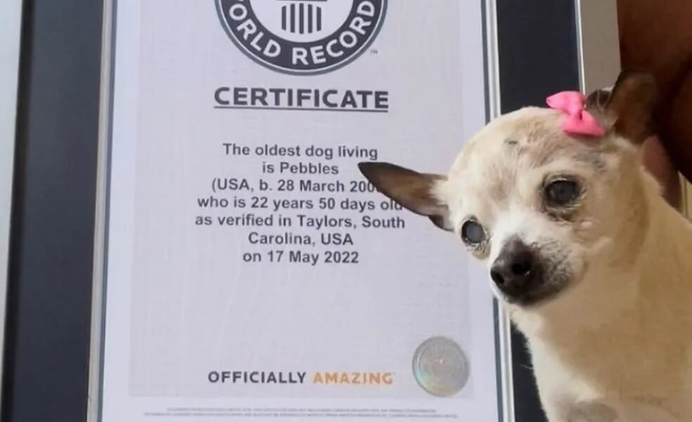 Morre cadela mais velha do mundo, segundo Guinness